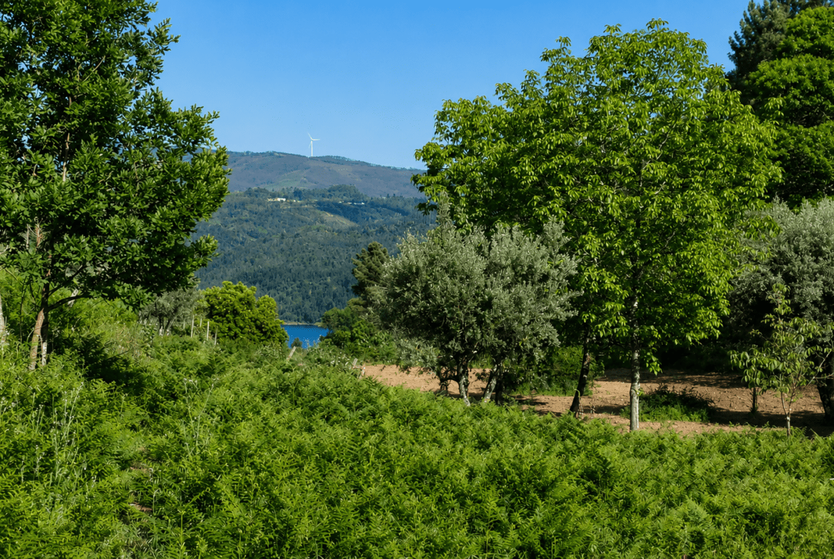 Living by the Lake – Traumgrundstücke am See in Zentralportugal