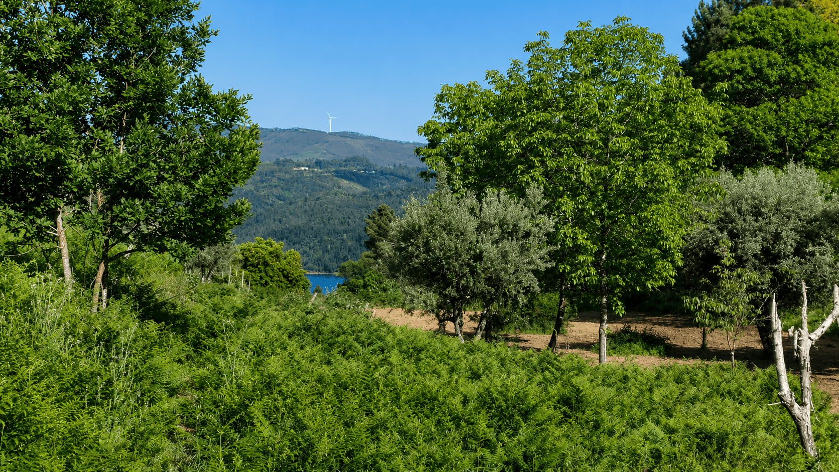 Living by the Lake – Traumgrundstücke am See in Zentralportugal
